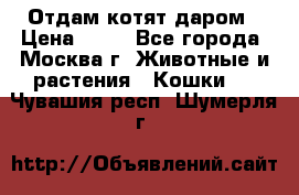 Отдам котят даром › Цена ­ 10 - Все города, Москва г. Животные и растения » Кошки   . Чувашия респ.,Шумерля г.